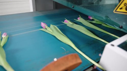 Pink Tulips on Conveyor Belt in Factory