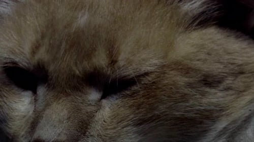 Orange Cat Resting Head Close Up Detail