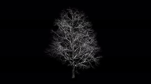 Aesculus Hippocastanum Tree Swaying In Winter Wind, Realistic Animation With Transparent Background