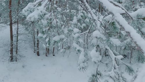 Snow Covered Trees and Snowy Forest, on a Dark, Cloudy, Winter Day. Winter Dense Evergreen Spruce Fo