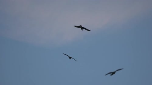 Seagulls soaring gracefully across expansive blue sky