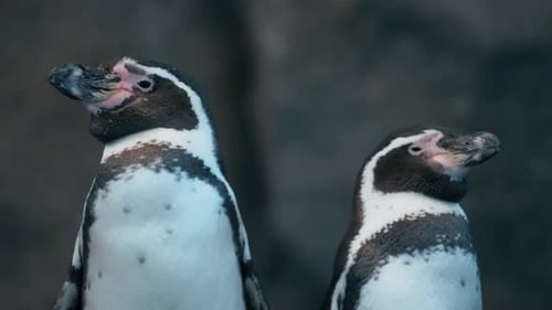 Charming Humboldt Penguins Posing in Natural Habitat