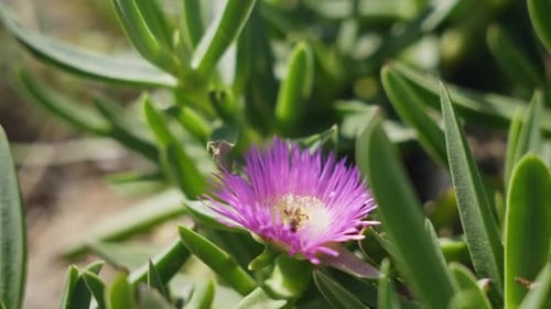 Slow Motion Close Up of bee in flower