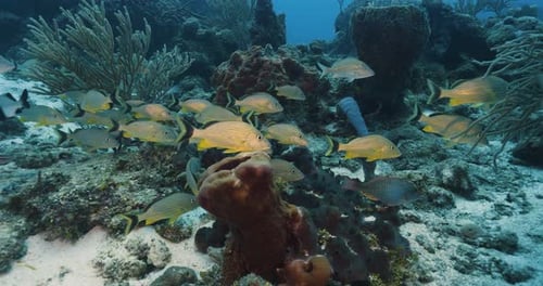 Karibisches Meer. Riff und Fische. Mexiko. Unterwasservideo.