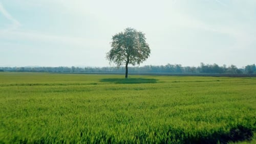 Drone shot of flying towards a lonely tree in the middle of a green meadow.