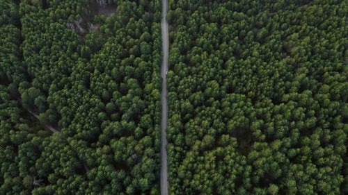 Aerial view flying over a dirt forest road green trees of dense woods growing both sides. Car drivin