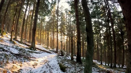 Winter Walk on a Snowy Forest Path with Sun Shining Through Tall Coniferous Trees in Morning
