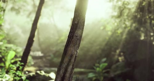 Morning Sun Filters Through Trees in a Peaceful Forest