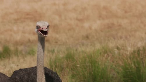 Ostrich Walking at Wildlife Park Animal