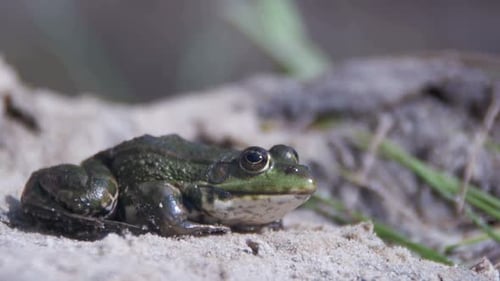 Green Frog sitzt am Ufer in der Nähe des Flusses