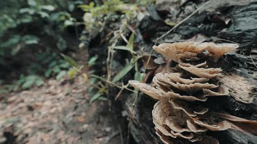 Nahaufnahme eines ungeschnittenen Pilzes, der auf einem umgestürzten Baumstamm in der Wildnis wächst.