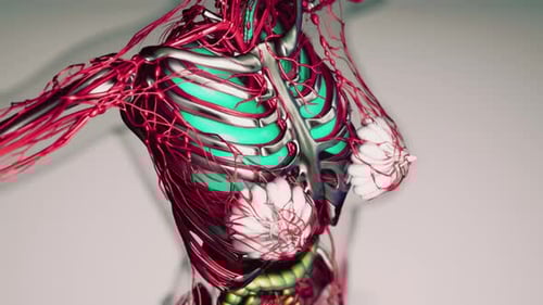 Animated 3D Human Torso with Circulatory and Respiratory Systems
