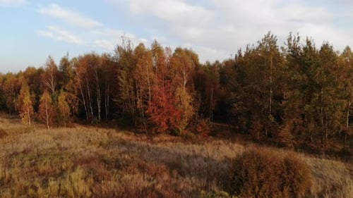 A forest glade bathed in the light of the setting sun.