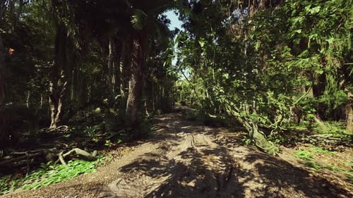 Immersive Walk Along a Lush Tropical Jungle Path
