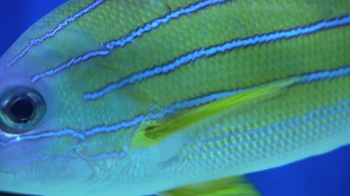 Closeup of a Colorful Tropical Fish with Blue Stripes Against a Blue Water Background