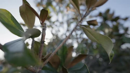 Closeup of Green Leaves on Tree Branch