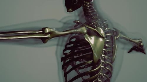 Sichtbare Knochen des menschlichen Skeletts