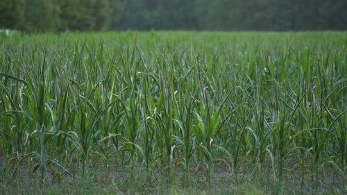 Young Cornfield Plantation On Agricultural Countryside Farm, New Jersey United States. Closeup