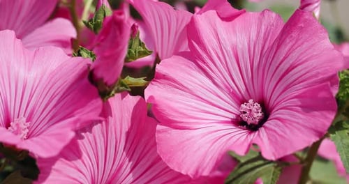 Group of Bright Pink Hibiscus Flowers the Perfect Nice Natural Background Close Up