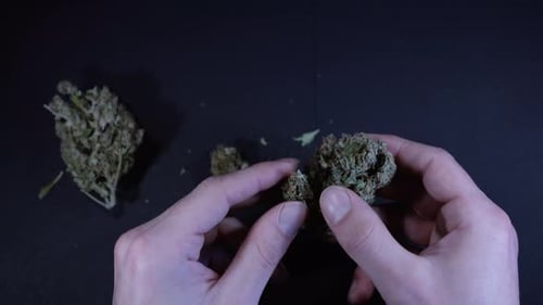 Man's hand grooming perfectly green cannabis bud. Stable shot from above the action in 4k using the