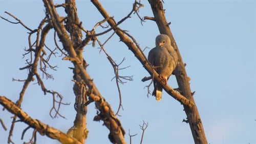 hawk on tree,Africa