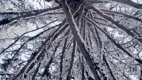 Winter Tree Branches and Snow against the Sky