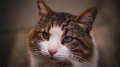 An adorable and pretty wild stray cat is watching its surroundings with its curious green eyes, capt