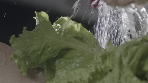 Clean and green, they’re good to eat, a fresh, healthy, leafy treat