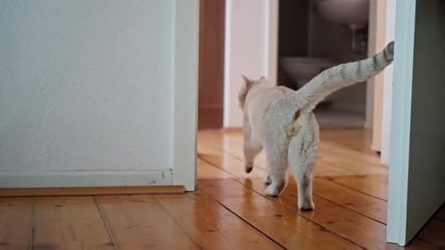 Housecat explora con confianza cada rincón oculto El gato inspecciona activamente cada parte de la residencia con