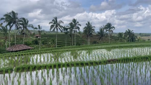 Handheld shot of rice fields with palm trees in the background.