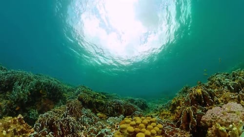 Vibrant Coral Reef with Fish Underwater on Bright Day