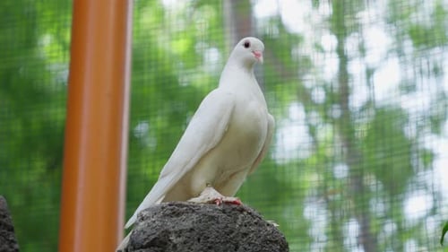Retrato de cerca de una paloma de roca blanca dentro del aviario del zoológico.