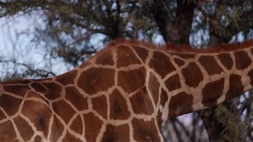 giraffe pattern closeup pan up to face eating leaves