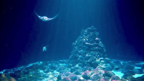 Stingrays Swimming by a Coral Reef Aquarium
