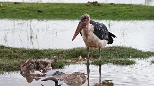Marabou Stork Scavenging on Animal Carcass in Watering Hole