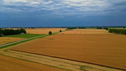 Aerial View of Golden Wheat Fields in Countryside