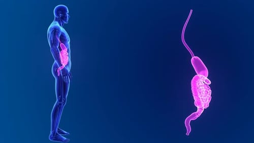Anatomie des menschlichen Verdauungssystems in einem digitalen Körper