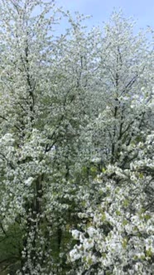 Aerial View of Blooming Trees with White Flowers in Spring
