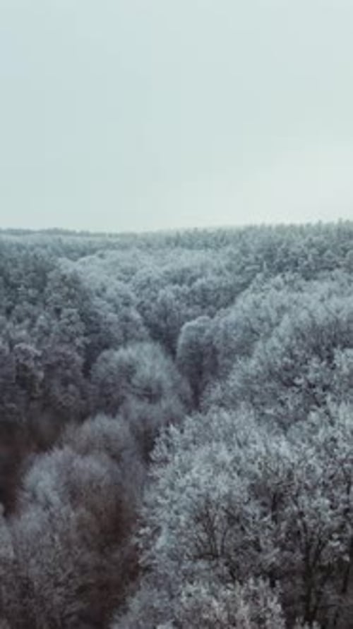 Snowy forest in winter. Top view of beautiful trees covered with white snow.