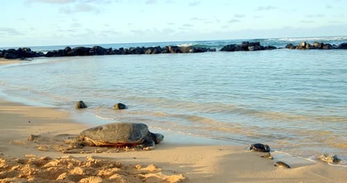 Meeresschildkröte am schönen tropischen Strand bei Sonnenuntergang,