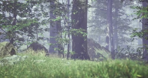 Misty Forest Landscape with Tall Trees and Lush Greenery During Daylight