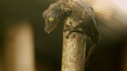 Flat Tailed Gecko Climbing on Branch in Rainforest Habitat
