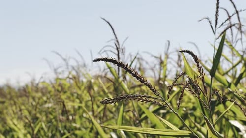 Close Up Of Green Corn Stalks Blowing In The Wind On Hot Summer Day Agriculture Farming Scene