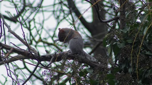 Grey Squirrel up high on branch grooming scratching itself. Day time UK Borehamwood North London