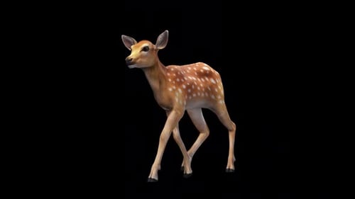 Deer Calf Walk