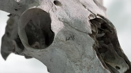 Closeup on a 3D Rendered Goat Skull Showcasing Textured Detail and Depth