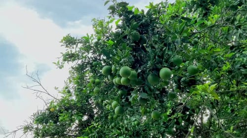 frische Orangen am Baum