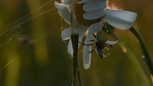 Natur in der Makrofotografie