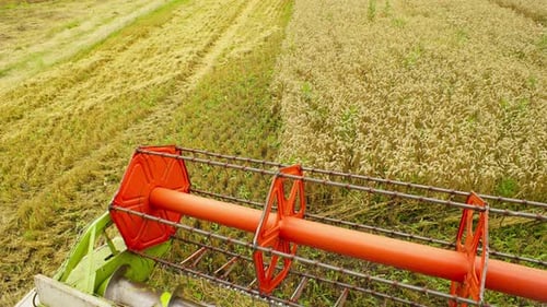 Slow Motion Closeup Video of a Harvester Mowing Ears of Wheat in a Field