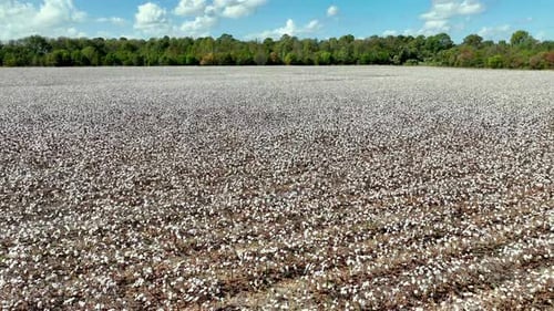 aerial slow push cotton field near montgomery alabama